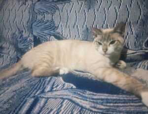 fitness guide fntkdiet