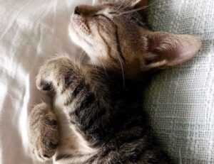 how to lose weight fast fntkdiet