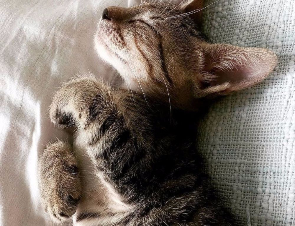 how to lose weight fast fntkdiet