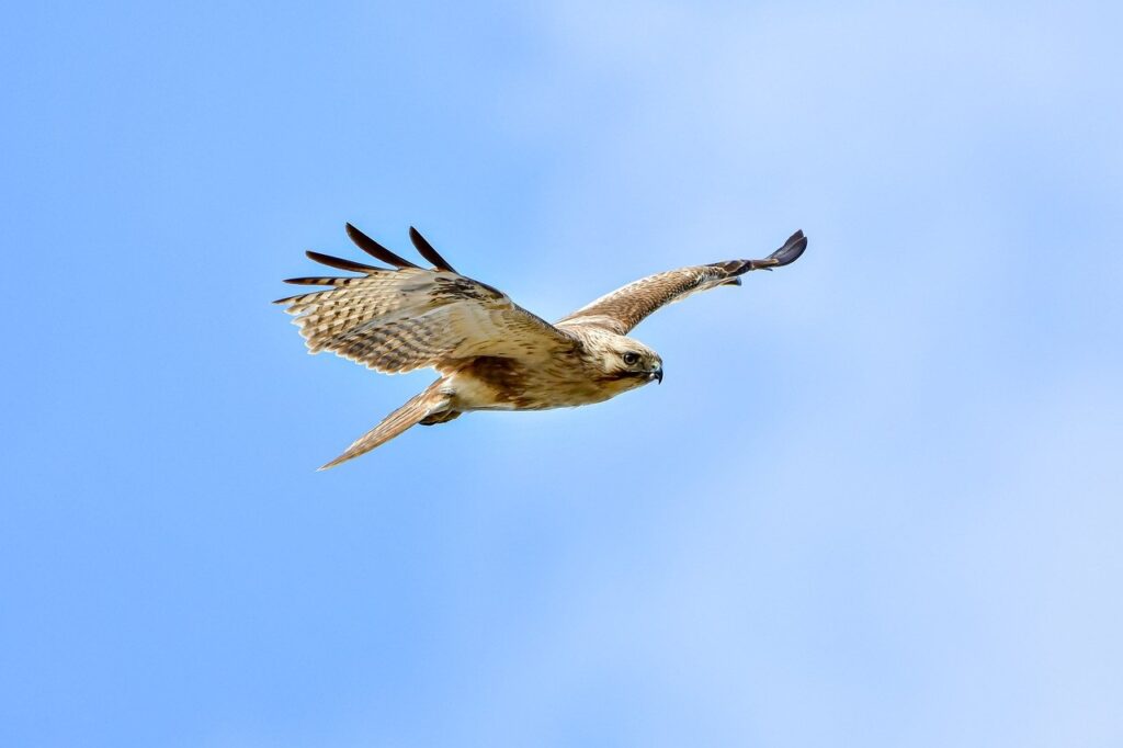 how to run genboostermark python in online