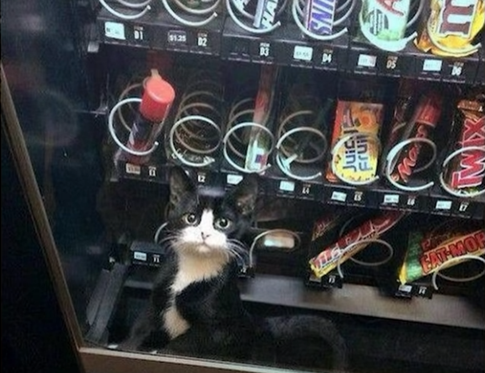 lescohid herbicide to kill grass