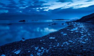 trend of meetshaxs software