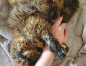 what is fasting fntkdiet