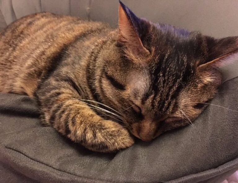 when hondingo88 patches