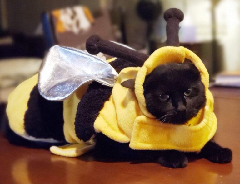 why anglehozary cave diving is dangerous