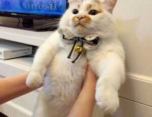 athletic meals twspoondietary