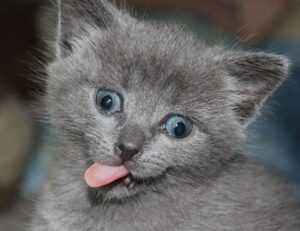 diet hacks twspoondietary