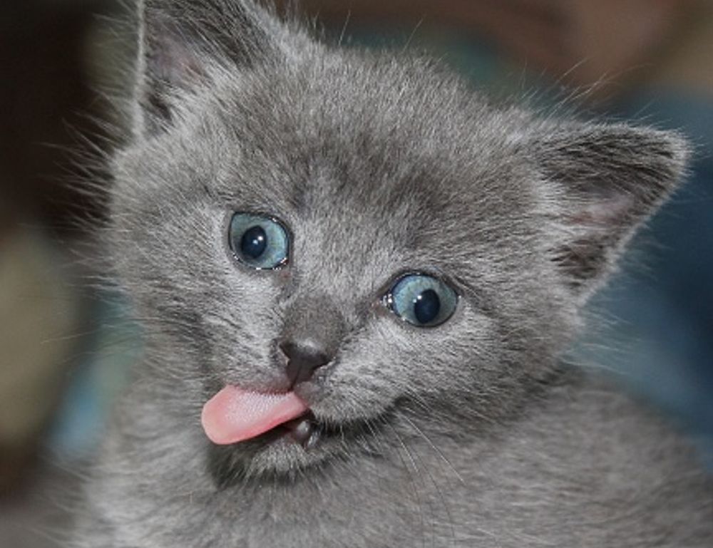 diet hacks twspoondietary