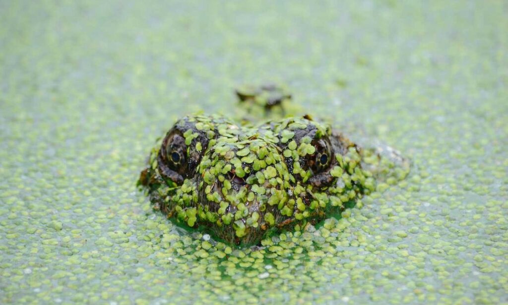 fitness guide lwspeakfit