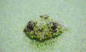 fitness guide lwspeakfit