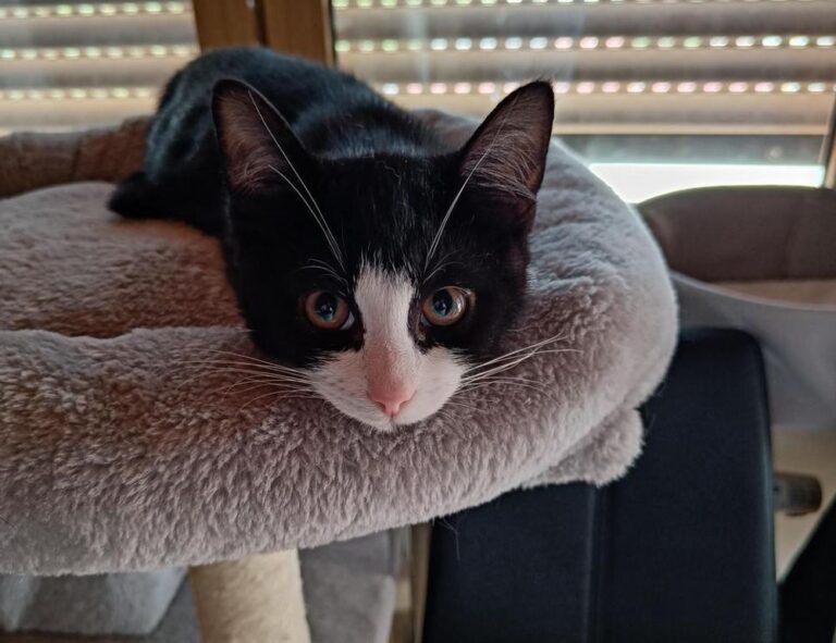 fitness meal hacks tweeklynutrition