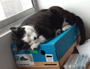 fitness nutrition twspoondietary