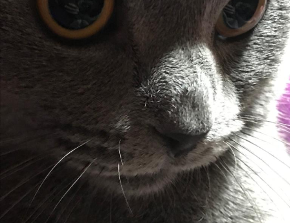 health guideline ontpwellness