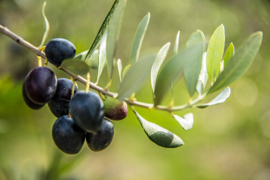 mediterranean diet guide