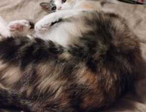 lwspeakfit fitness guide by letwomeanspeak