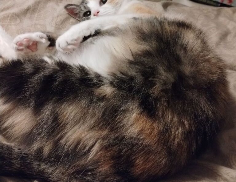 lwspeakfit fitness guide by letwomeanspeak