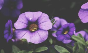 medicine facts shmgmedicine