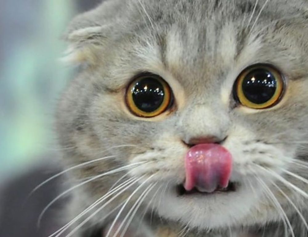 shmgmedicine medicine facts by springhillmedgroup