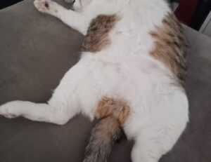 tadicurange diseases problems