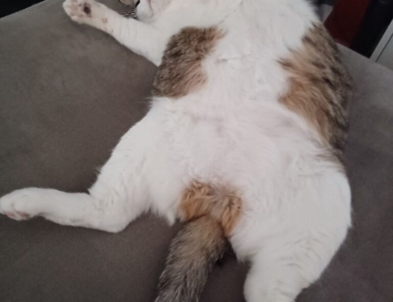 tadicurange diseases problems