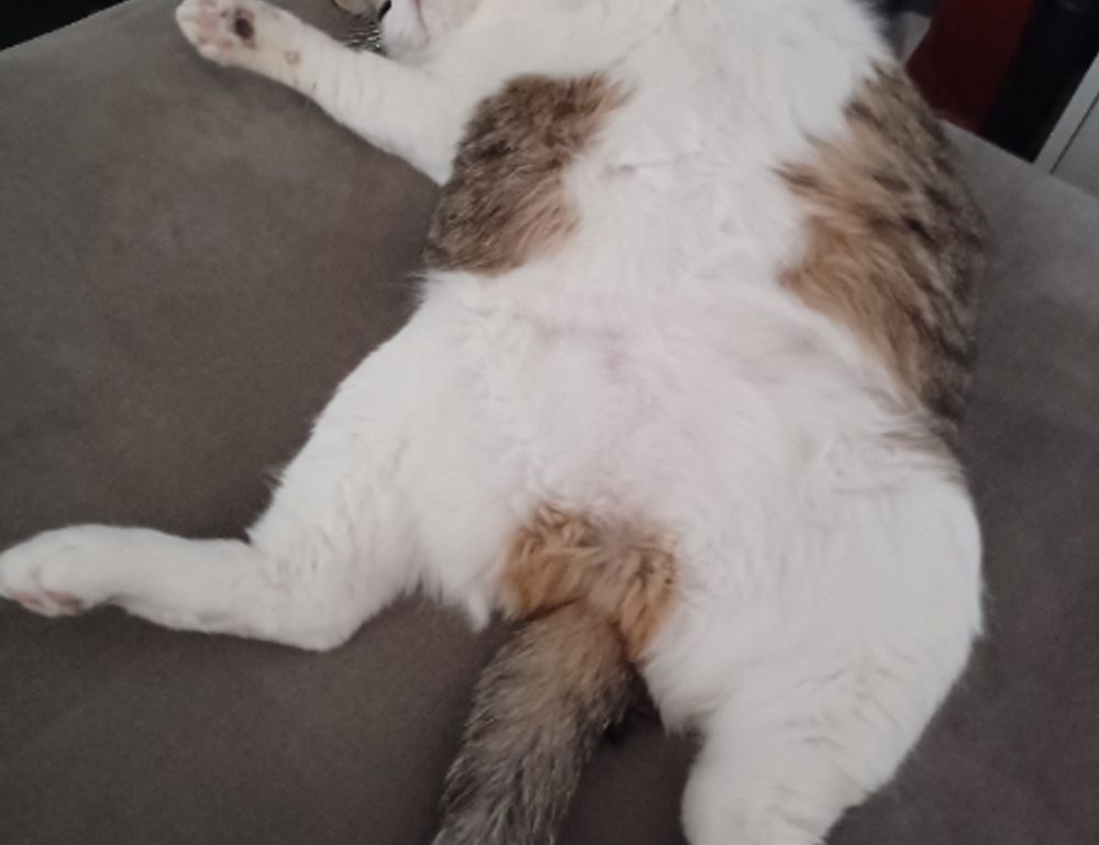 tadicurange diseases problems