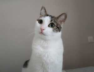 top five health tips twspoondietary