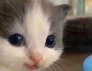 treadmill guide tweeklynutrition