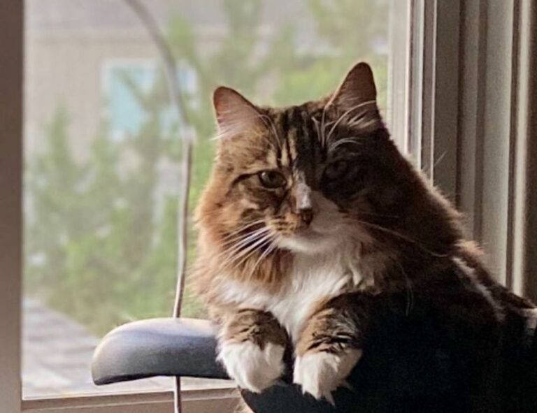 weight loss guide lwspeakfit