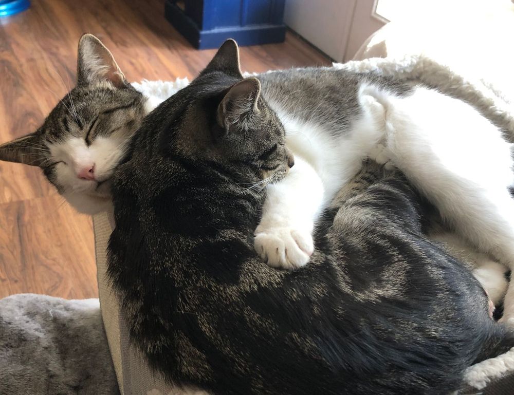 what is health risk advice shmghealth