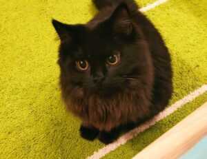 why bikimsum cannot digest