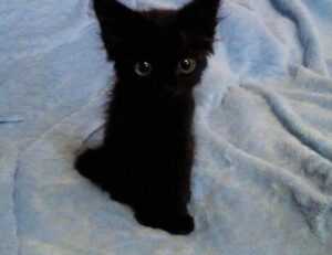 why can’t tadicurange disease be cured