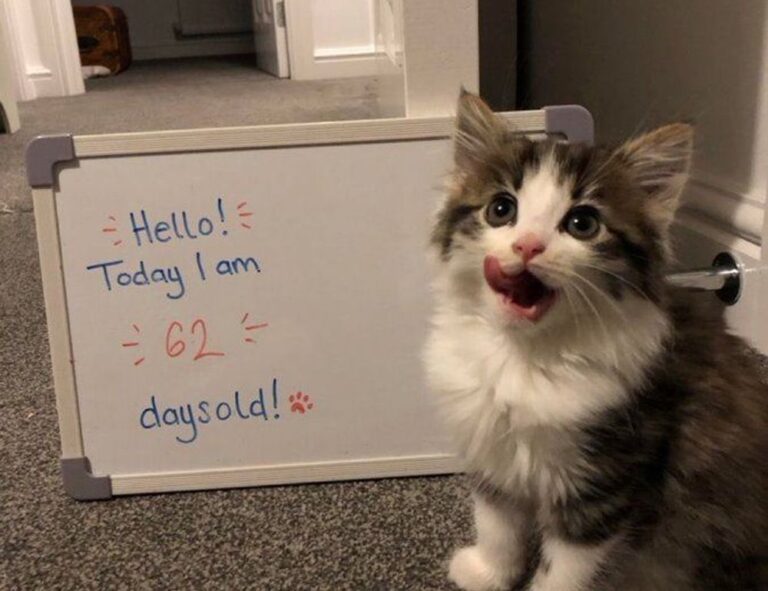 why health is so important shmghealth