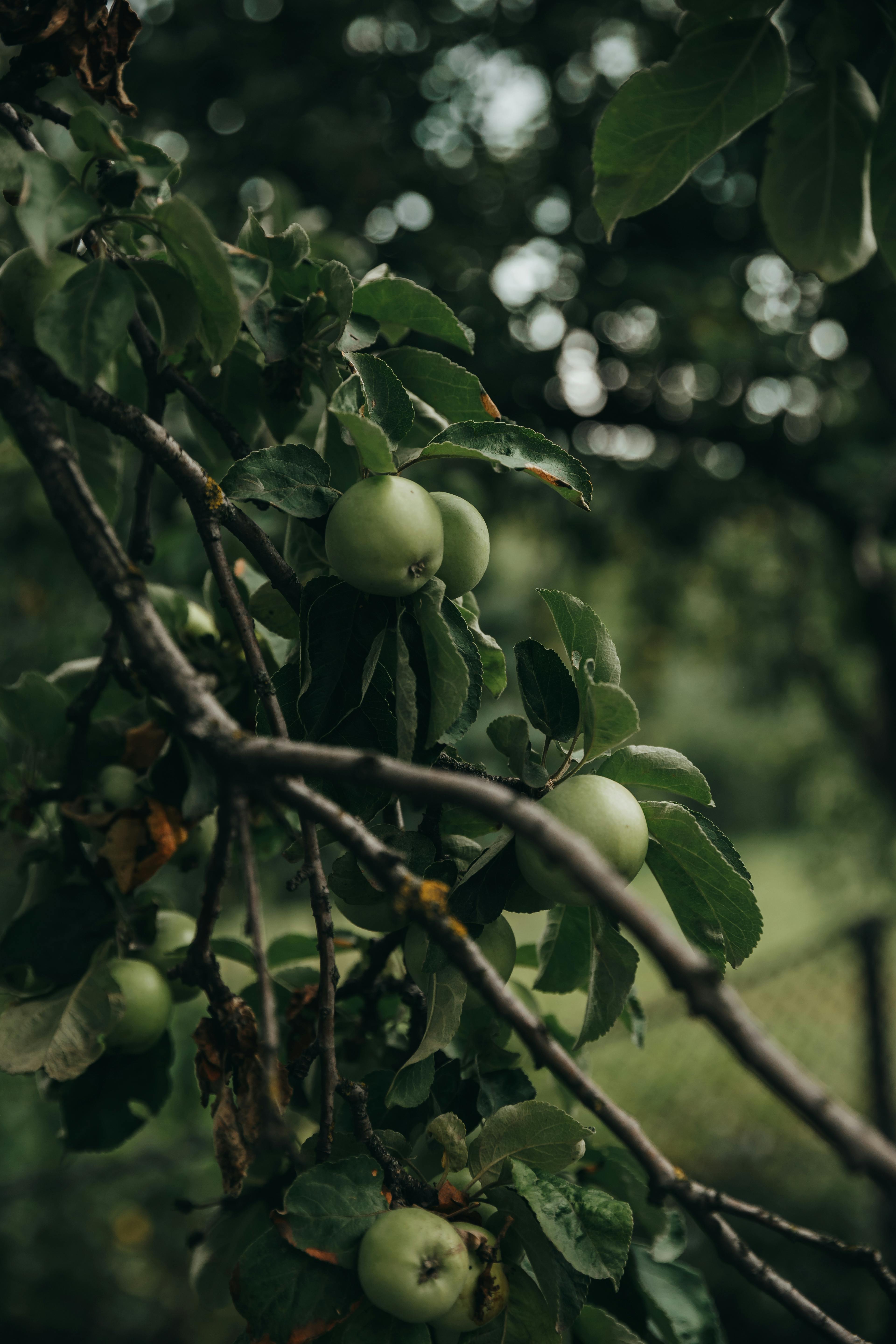 Close-up of fresh green apples hanging on tree branches with lush leaves in a summer garden.