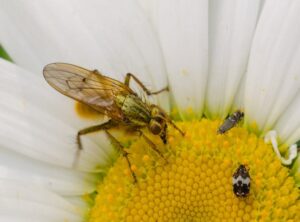 Disohozid