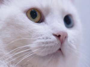 gatos raros gatos memes caras