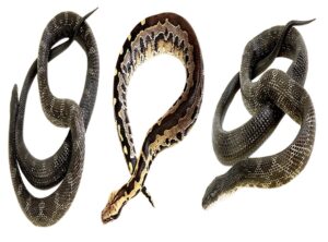 Why Are Disohozid Deadly