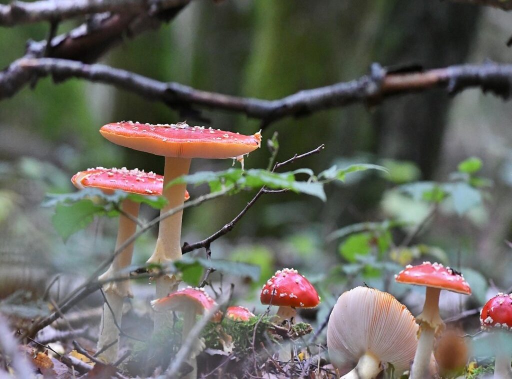 drole gif anniversaire rigolo