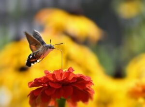moth winn funeral